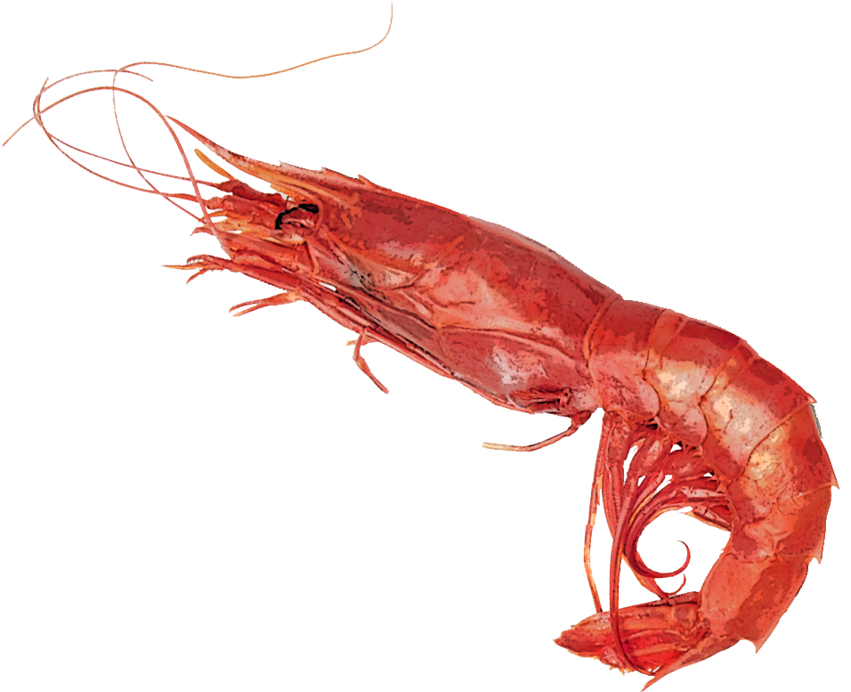 Cooked Shrimp Side View PNG Image