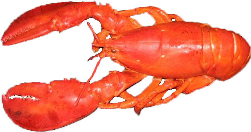 Cooked Whole Lobster PNG Image