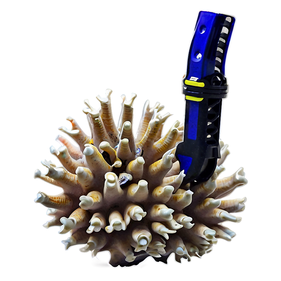 Coral Reef Snorkeling Adventure Png 52 PNG Image