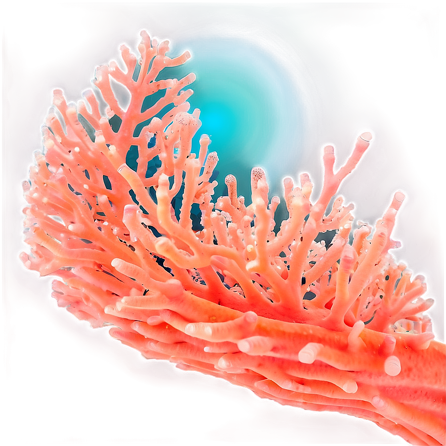 Coral Spawning Event Png Keh56 PNG Image