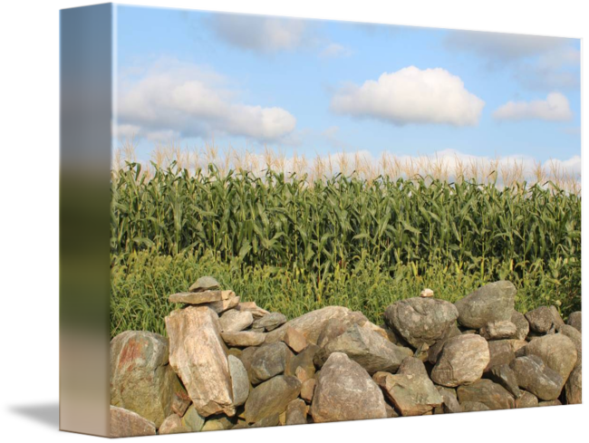 Cornfield Stone Wall Sky PNG Image