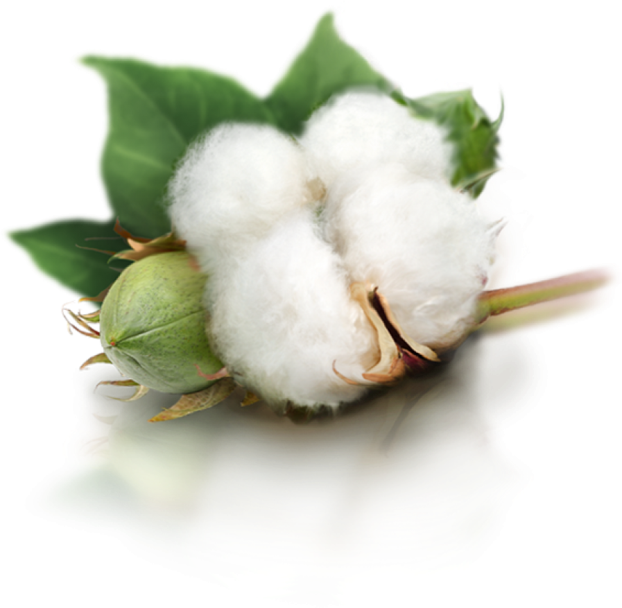 Cotton Boll Reflection PNG Image