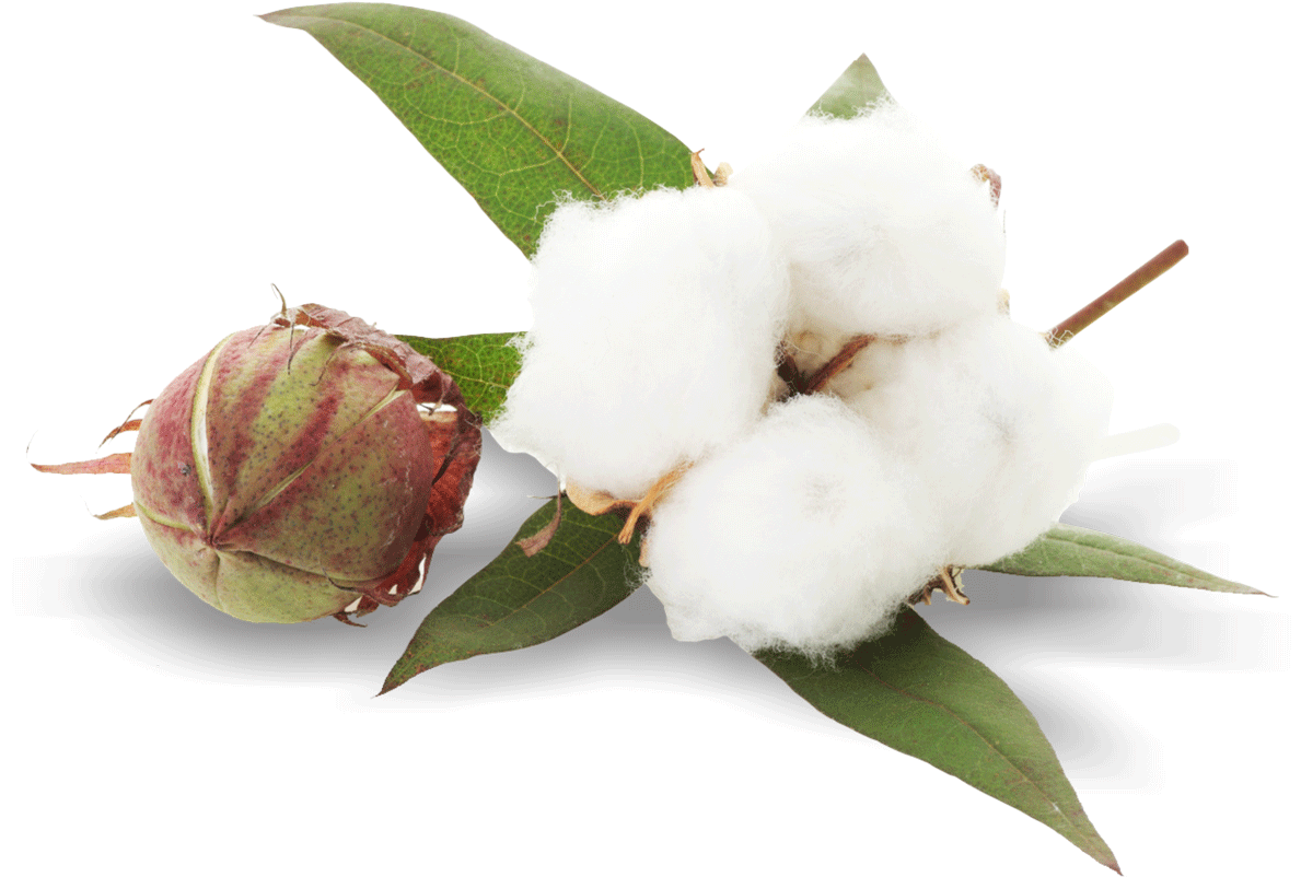 Cotton Bolland Fluff PNG Image