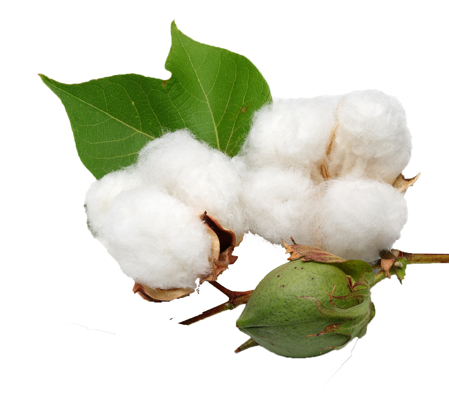 Cotton Bolland Leaf.png PNG Image