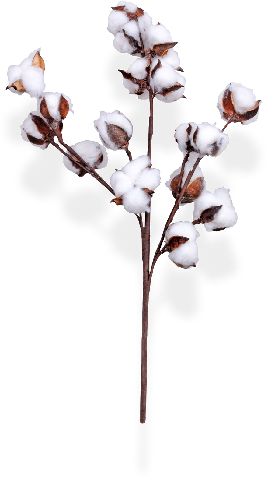 Cotton Branchon Transparent Background PNG Image