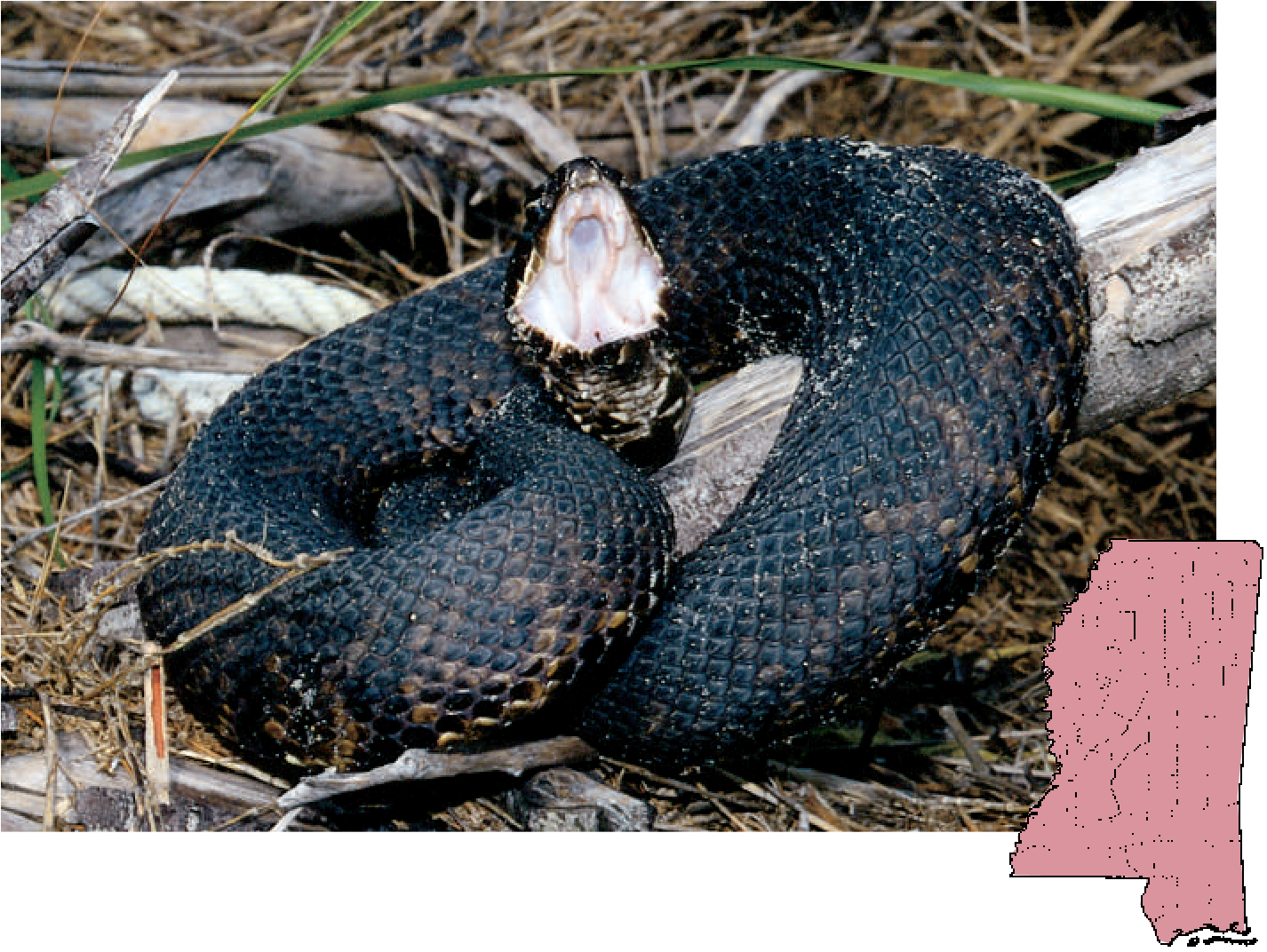 Cottonmouth Snake Defensive Posture PNG Image