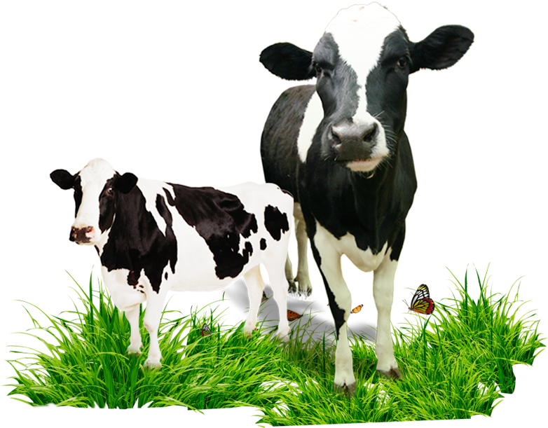 Cowand Calfon Grass PNG Image