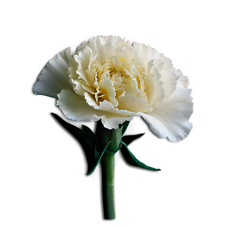 Cozy Carnation Png 06202024 PNG Image