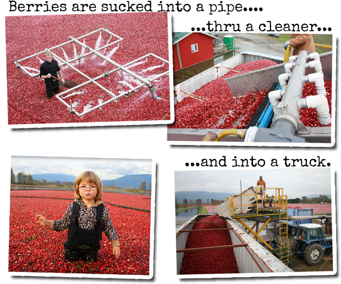 Cranberry Harvest Process PNG Image