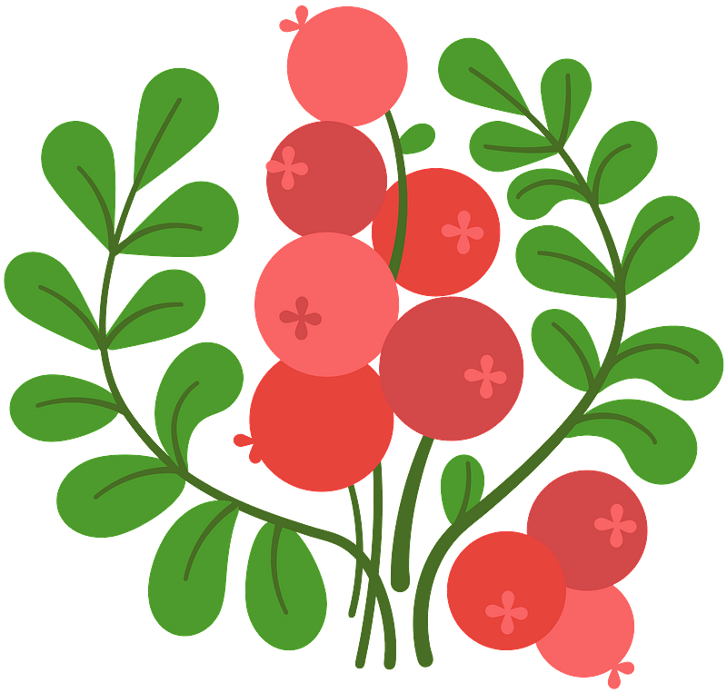 Cranberry Illustration Vector PNG Image