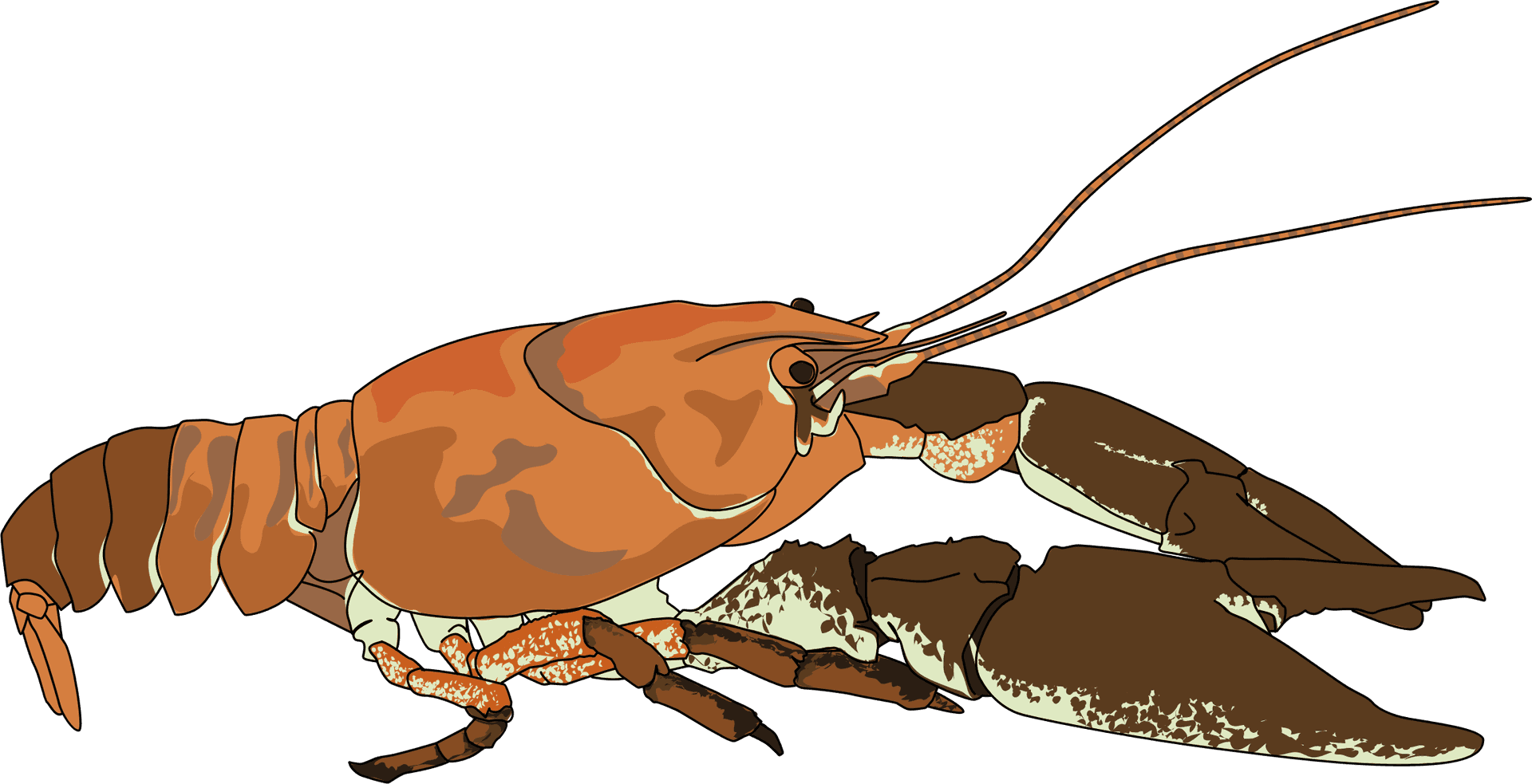 Crayfish_ Illustration.png PNG Image