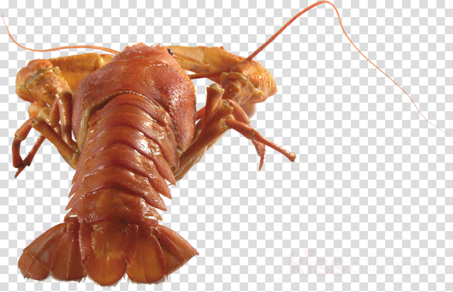 Crayfish Transparent Background PNG Image