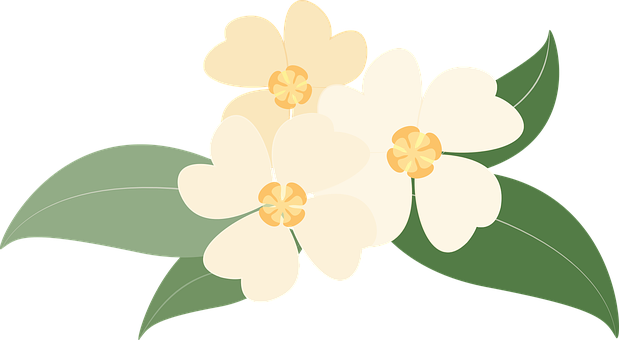 Creamy White Floral Illustration PNG Image