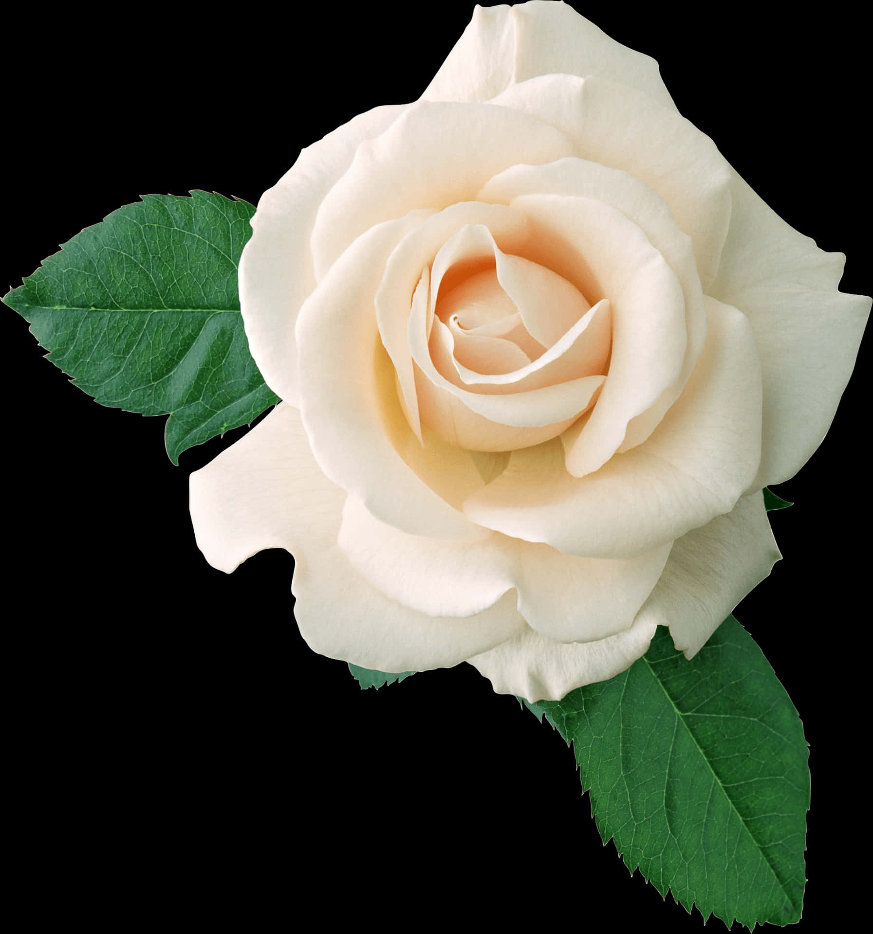 Creamy White Rose Black Background PNG Image