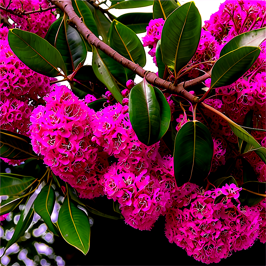 Crepe Myrtle Canopy View Png Nlo93 PNG Image