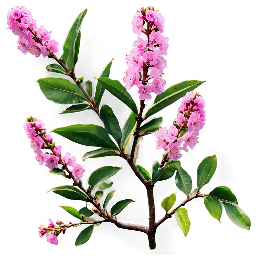 Crepe Myrtle Floral Design Png Dlj88 PNG Image