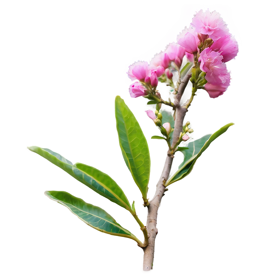 Crepe Myrtle Flower Bud Png 06282024 PNG Image