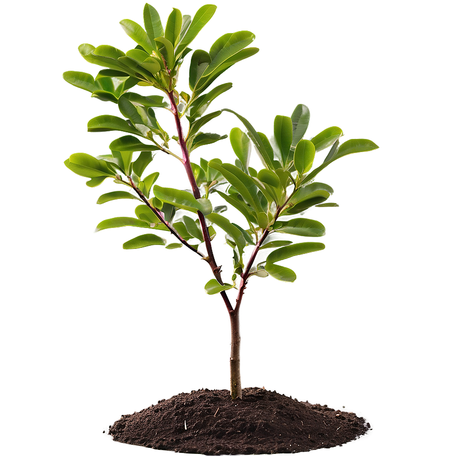 Crepe Myrtle Seedling Png 16 PNG Image