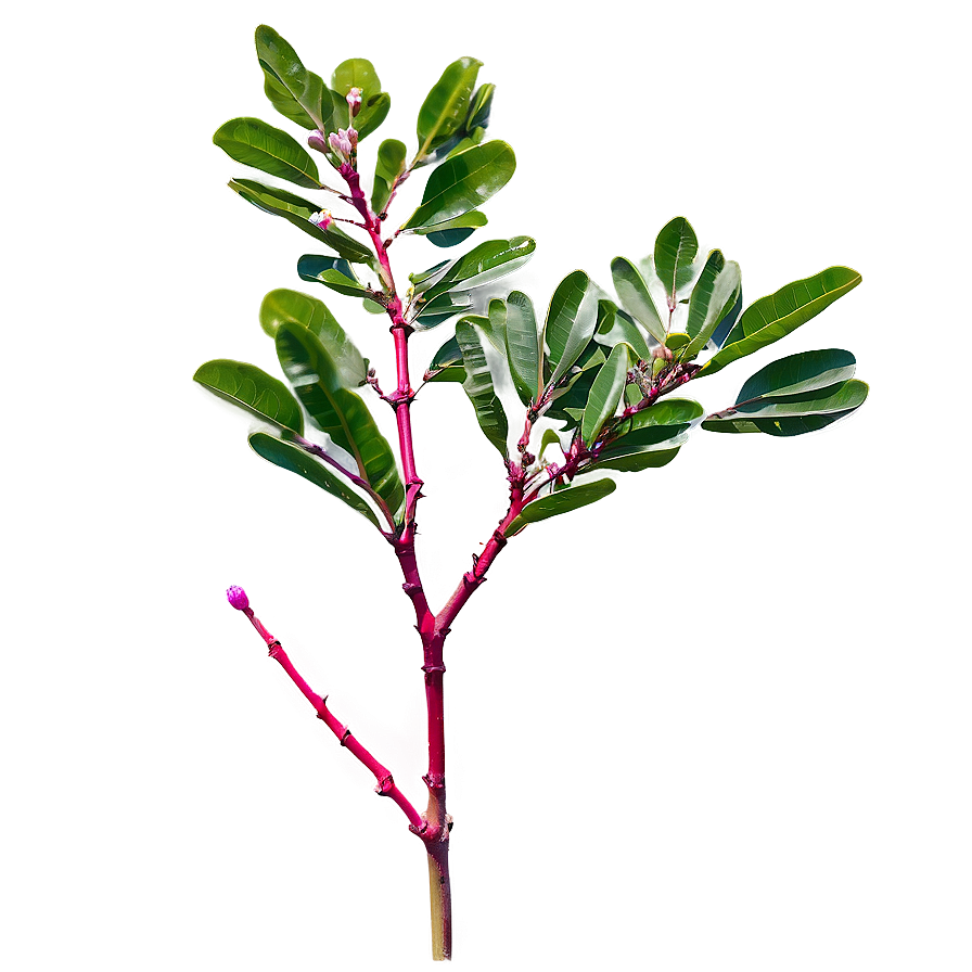 Crepe Myrtle Seedling Png 62 PNG Image