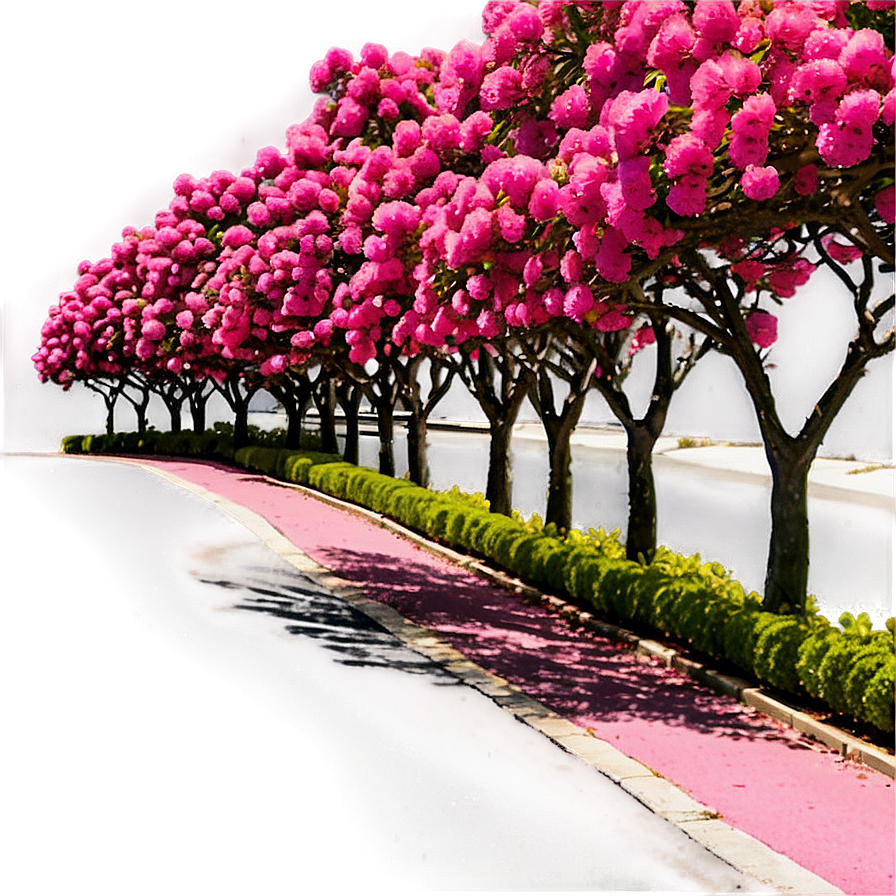 Crepe Myrtle Tree Alley Png 80 PNG Image