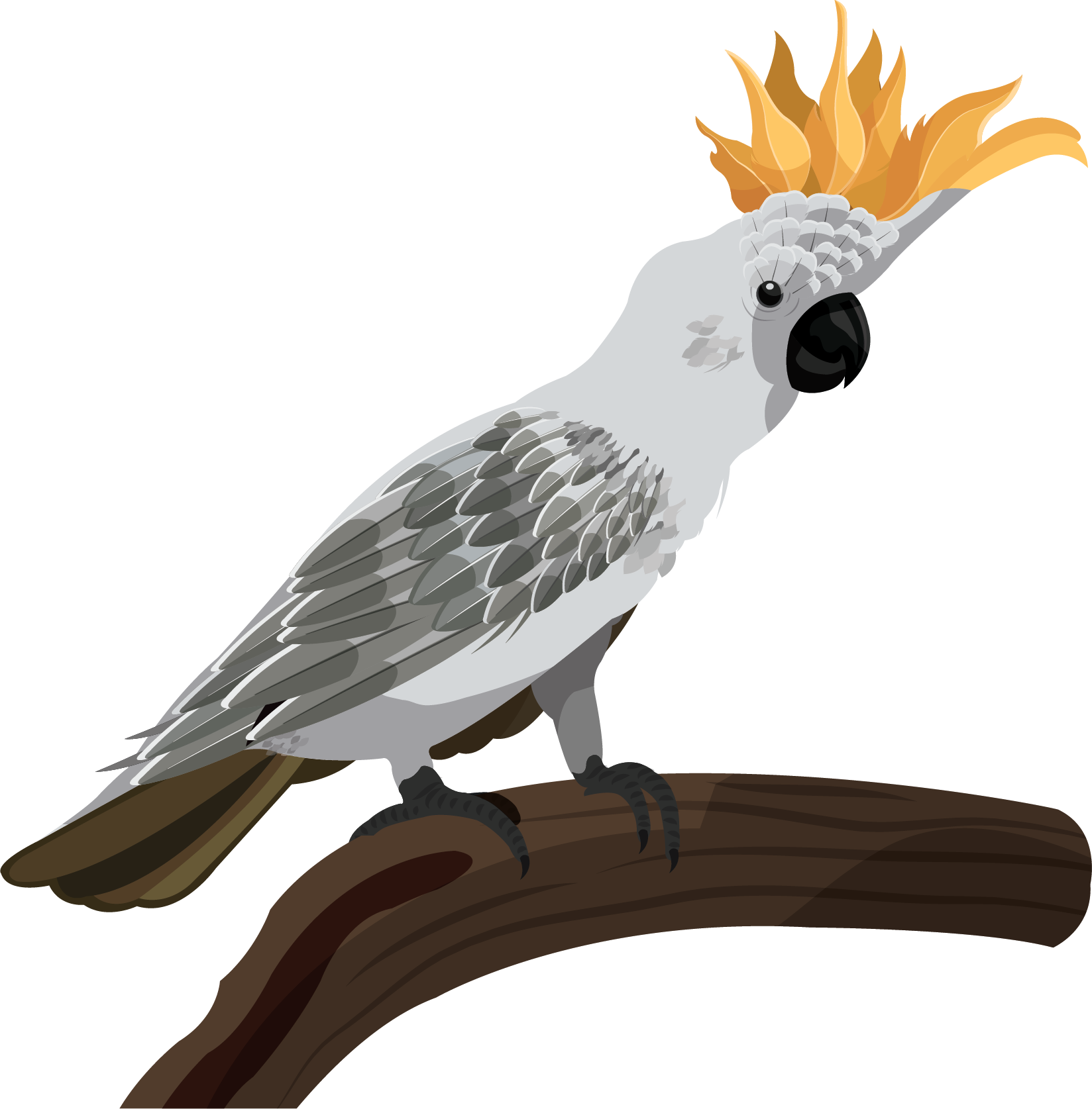 Crested Cockatoo Illustration.png PNG Image