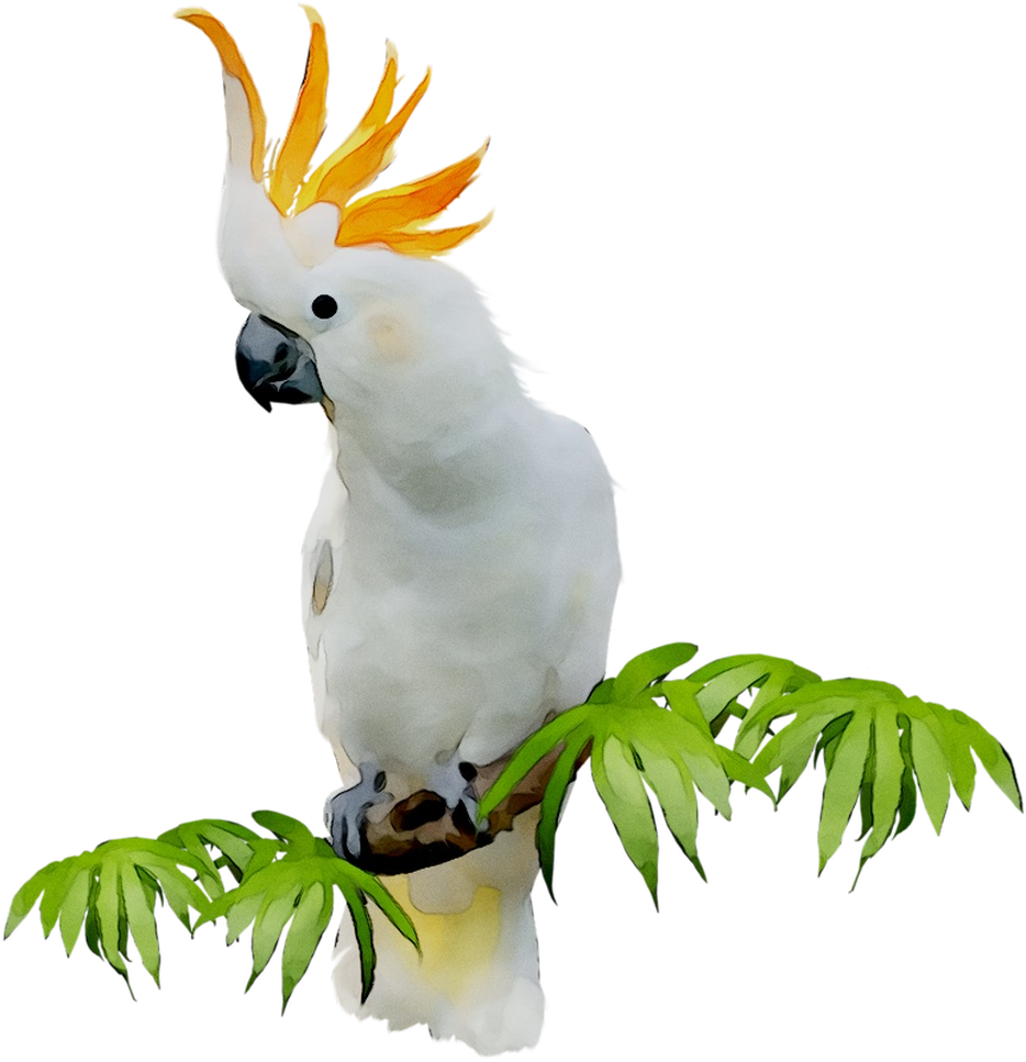 Crested Cockatooon Branch.png PNG Image