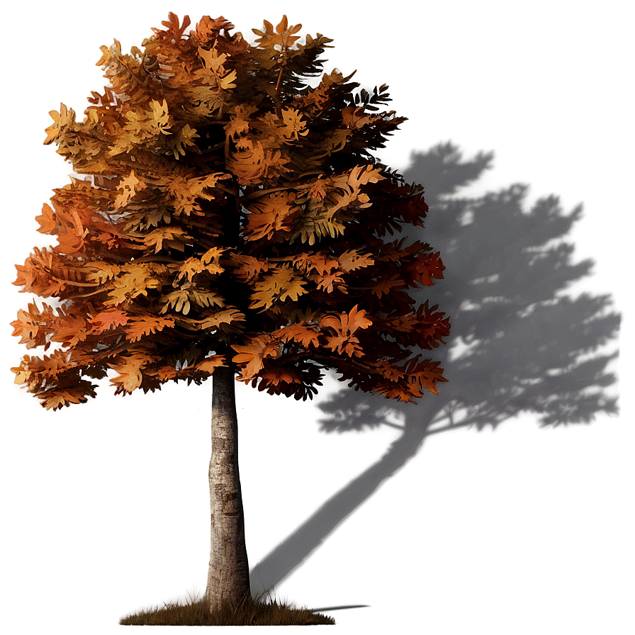 Crisp Autumn Tree Shadow Png 56 PNG Image