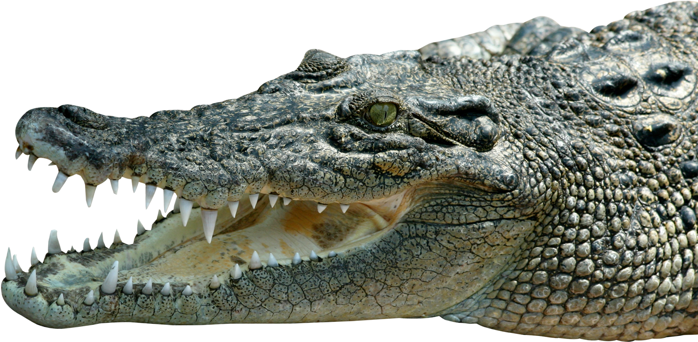 Crocodile_ Closeup_ P N G_ Background PNG Image