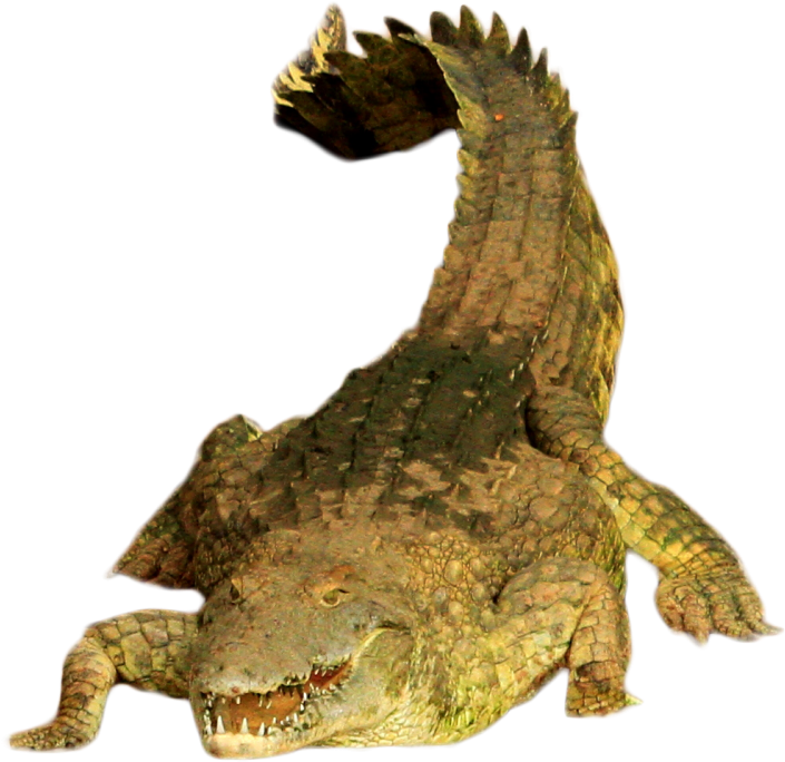 Crocodile Open Mouth Pose PNG Image