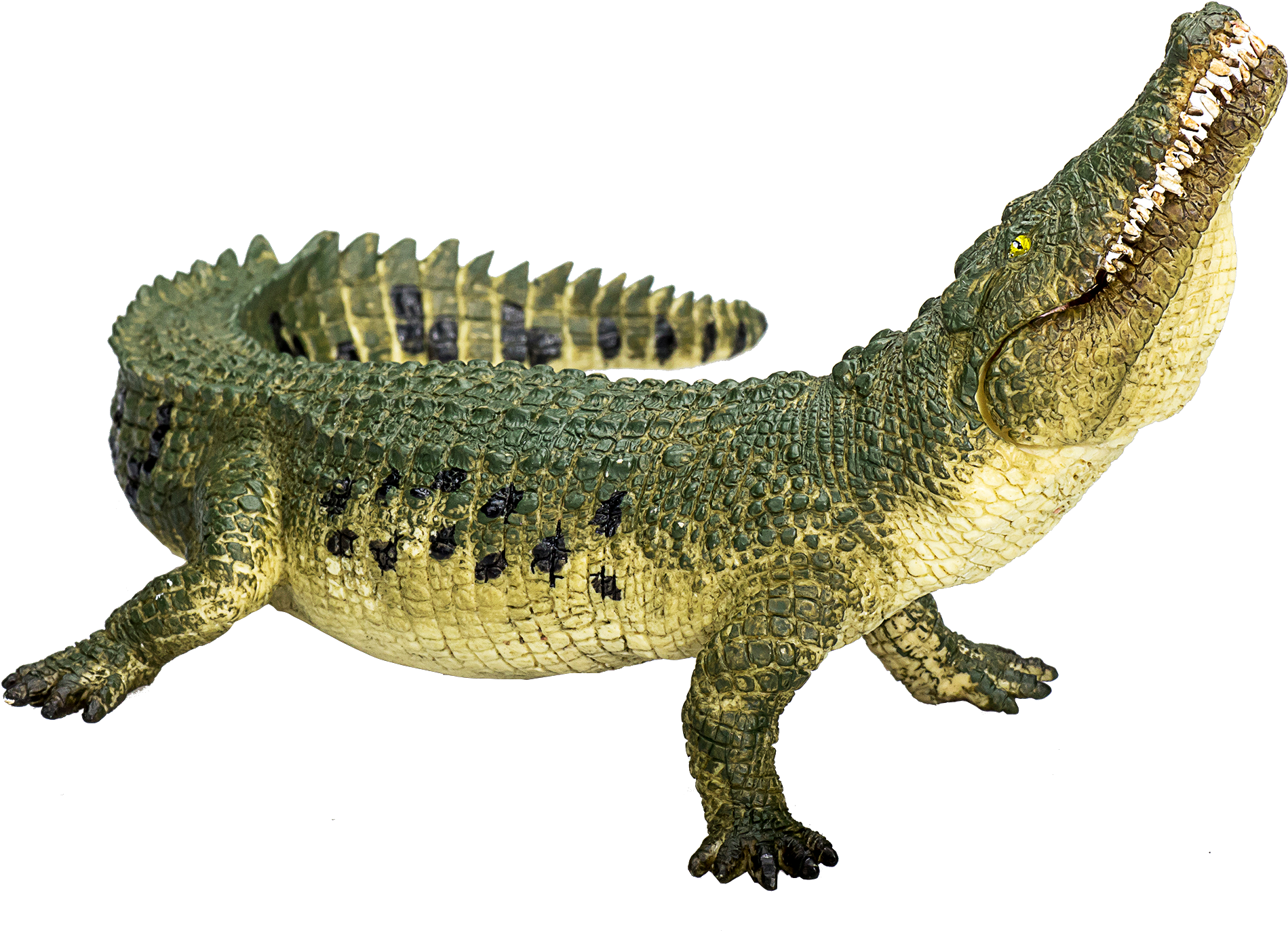 Crocodileon Teal Background.png PNG Image