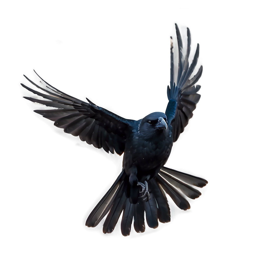 Crow Cawing In Flight Png Jjj PNG Image