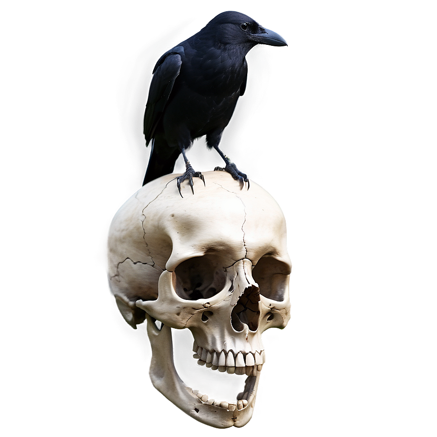 Crow On Skull Png Tun PNG Image