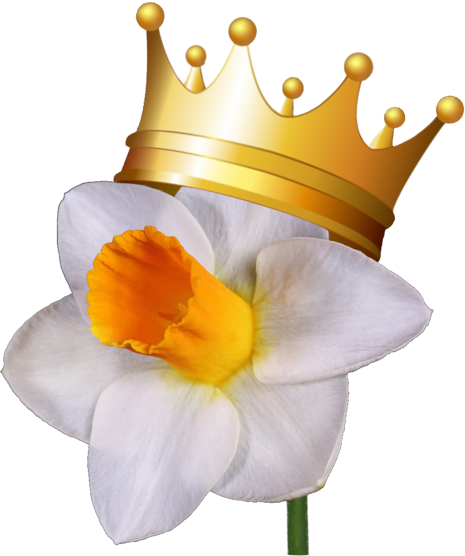 Crowned Narcissus Flower.png PNG Image