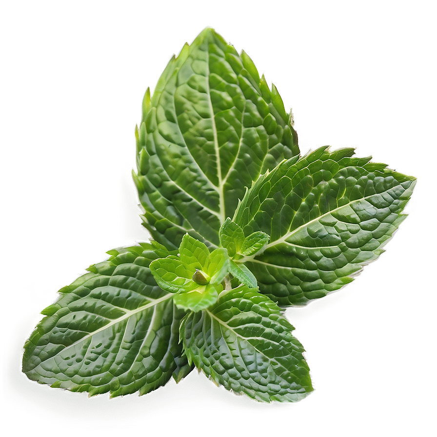 Crushed Mint Leaves Png 3 PNG Image