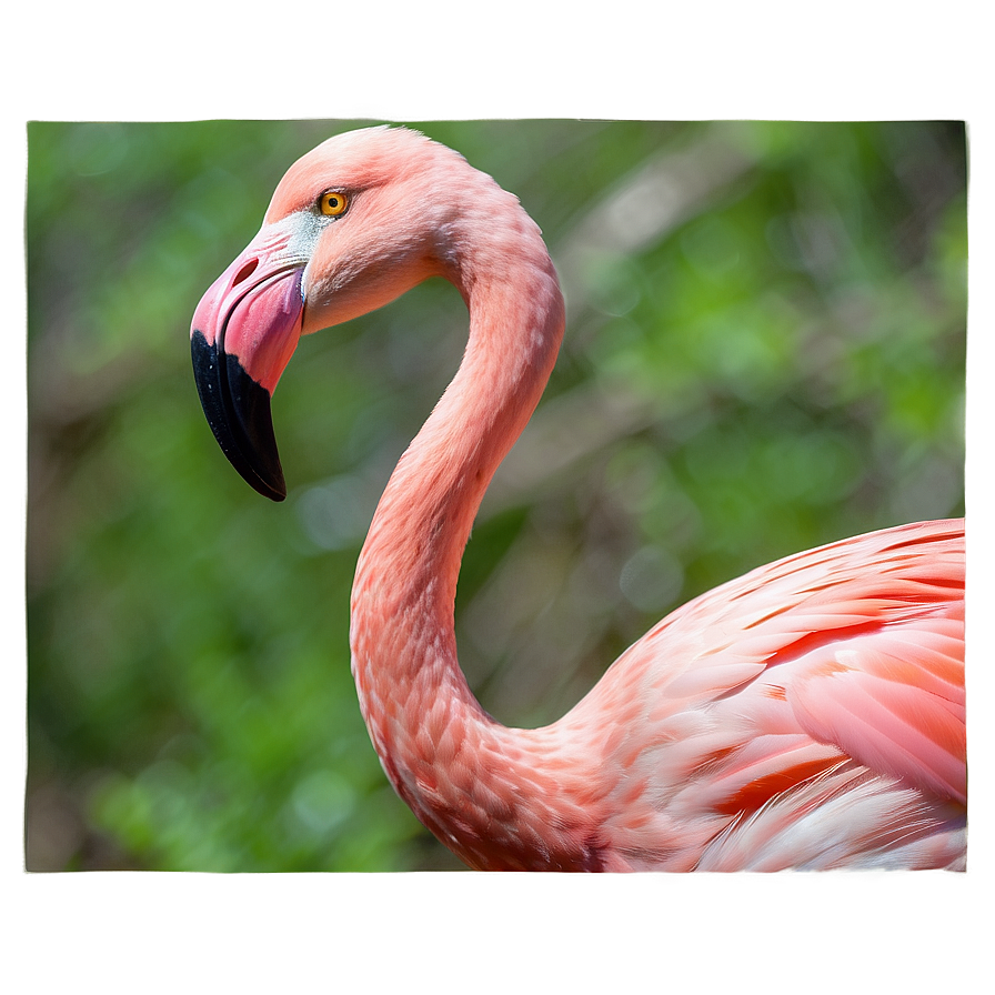 Cuban Flamingo Png Koa PNG Image