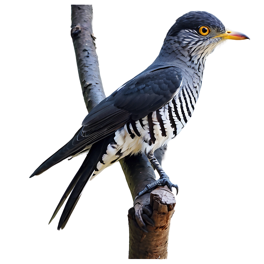 Cuckoo Bird Forest Png 05032024 PNG Image