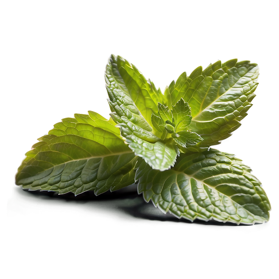 Culinary Mint Leaves Png Aqi PNG Image