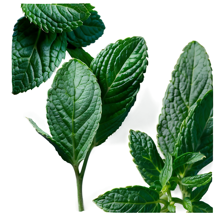 Culinary Mint Leaves Png Dxo PNG Image