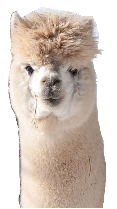 Curious Alpaca Portrait PNG Image