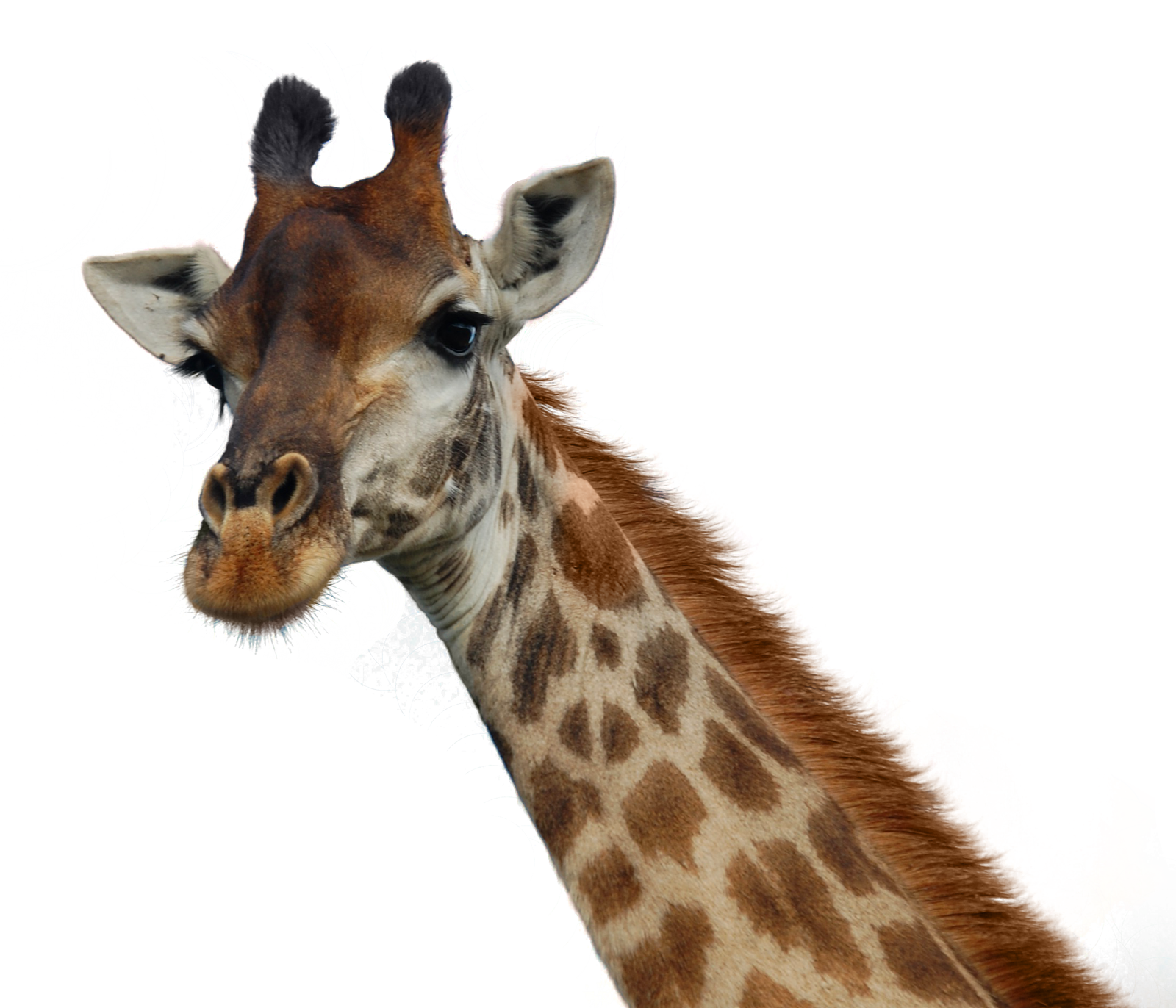 Curious Giraffe Portrait PNG Image