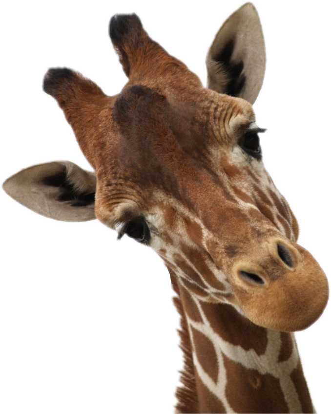 Curious Giraffe Portrait PNG Image