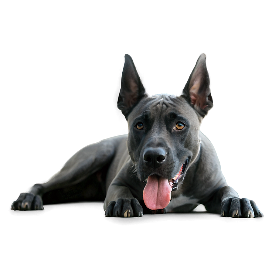 Curious Great Dane Png Aal PNG Image