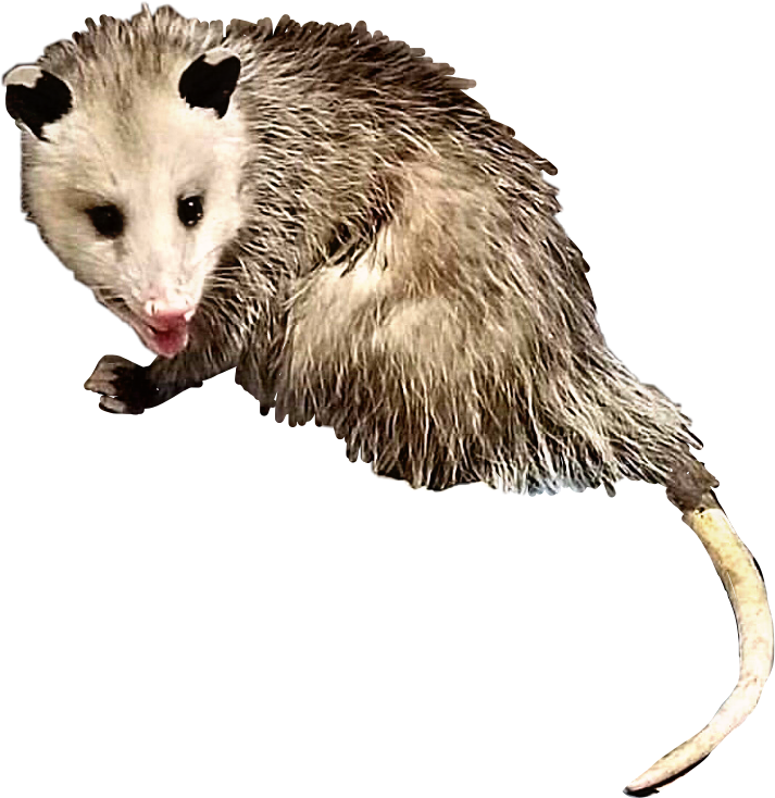 Curious Opossum Cutout PNG Image