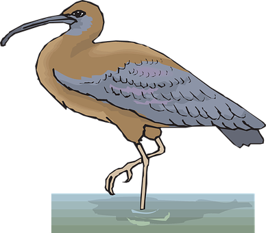 Curlew Bird Illustration PNG Image