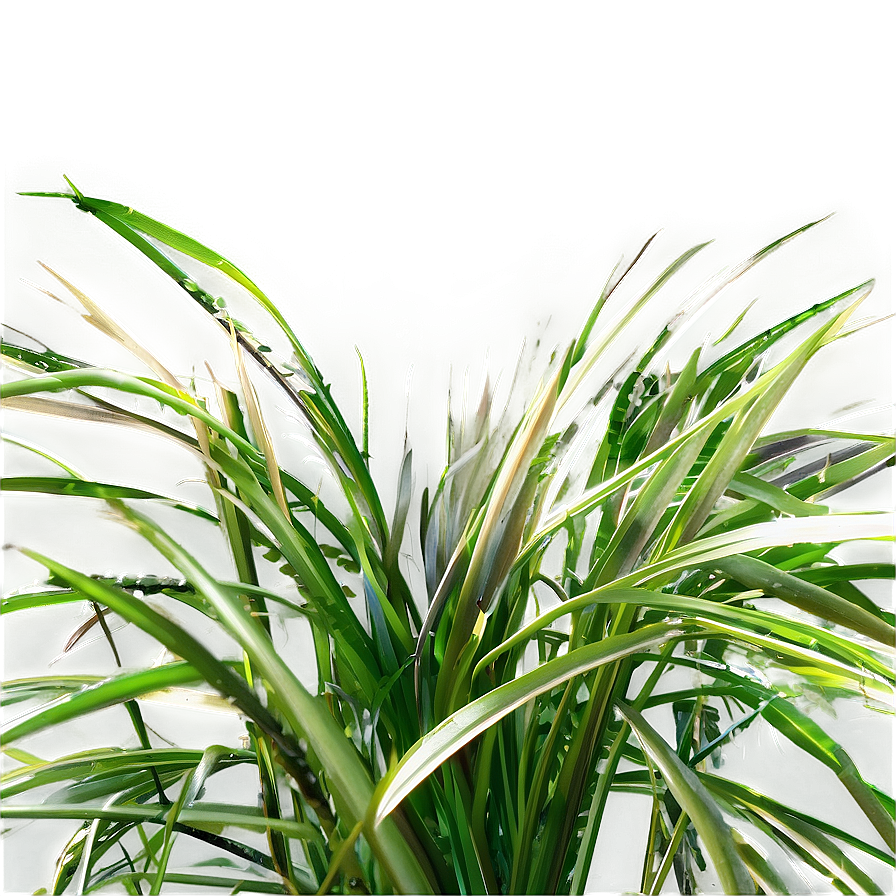 Curly Grass Texture Png Amg PNG Image