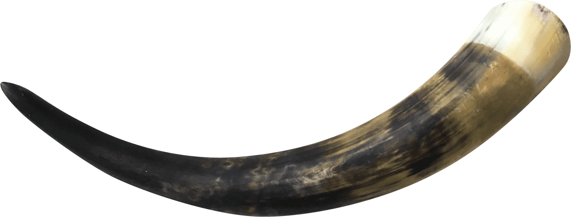 Curved Animal Horn PNG Image