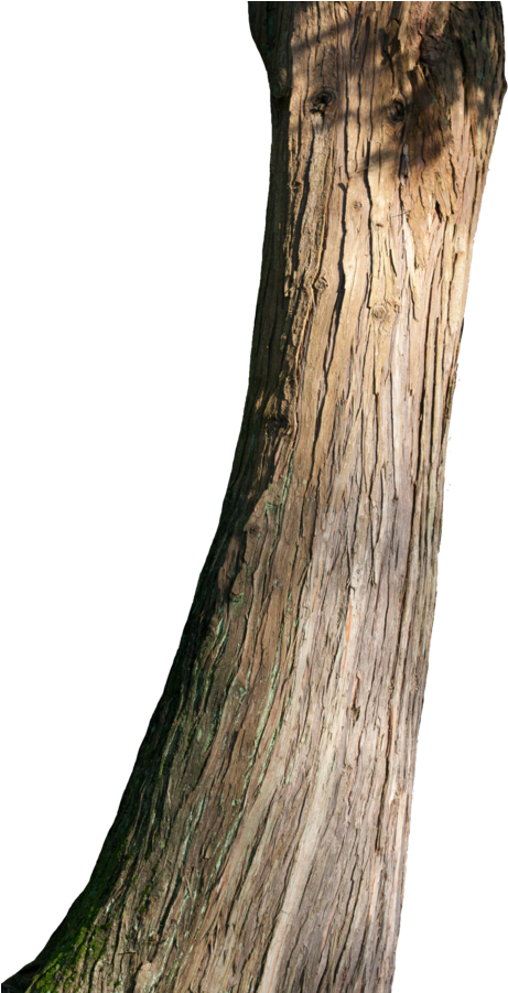 Curved Tree Trunk Texture PNG Image