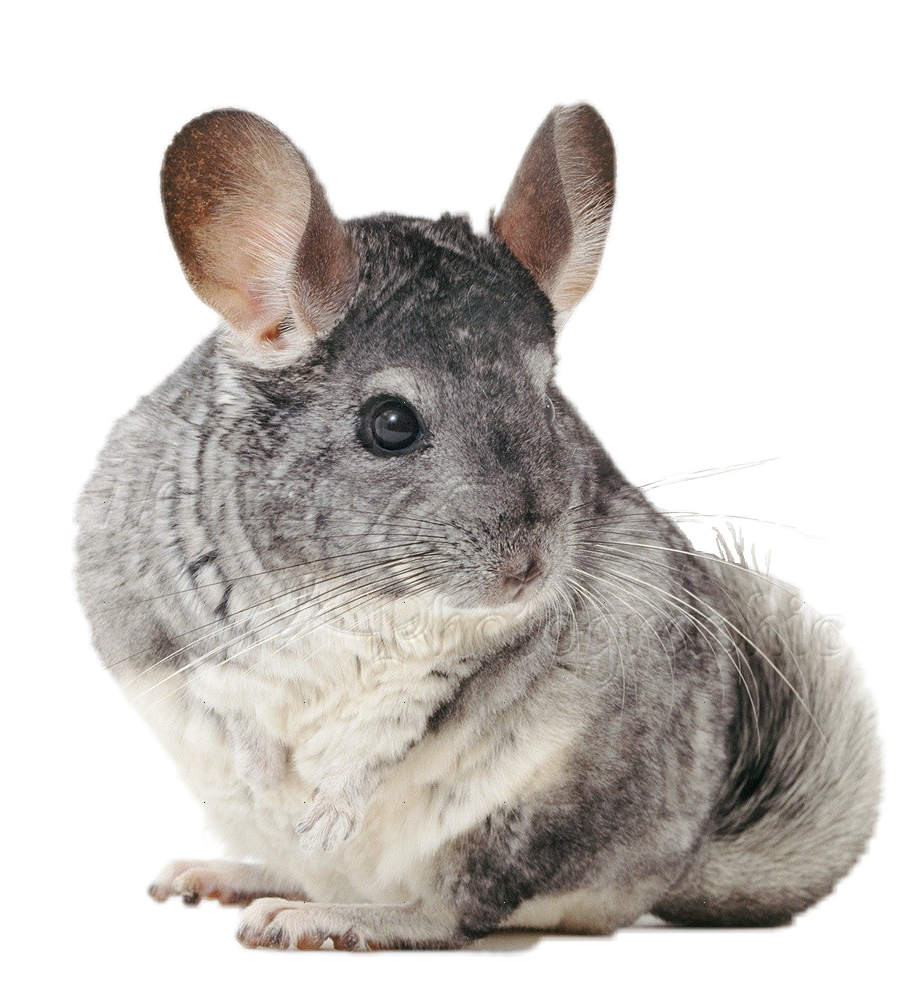 Cute Chinchilla Portrait PNG Image