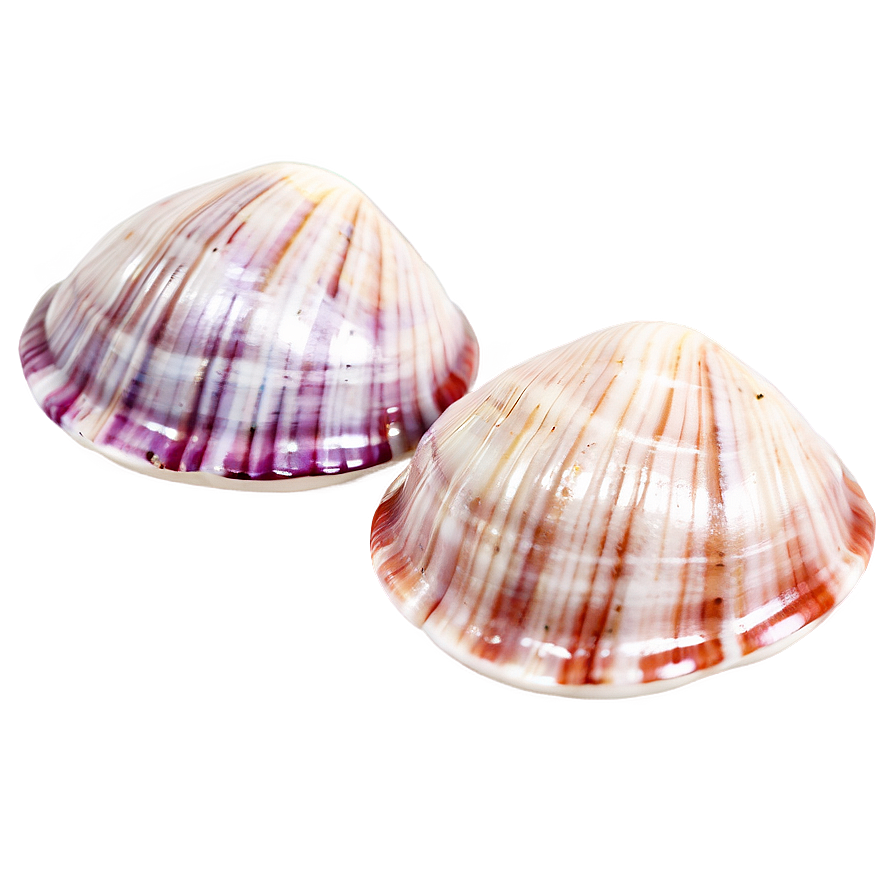 Cute Clam Shell Png 56 PNG Image