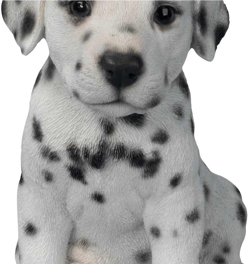 Cute Dalmatian Puppy Portrait PNG Image